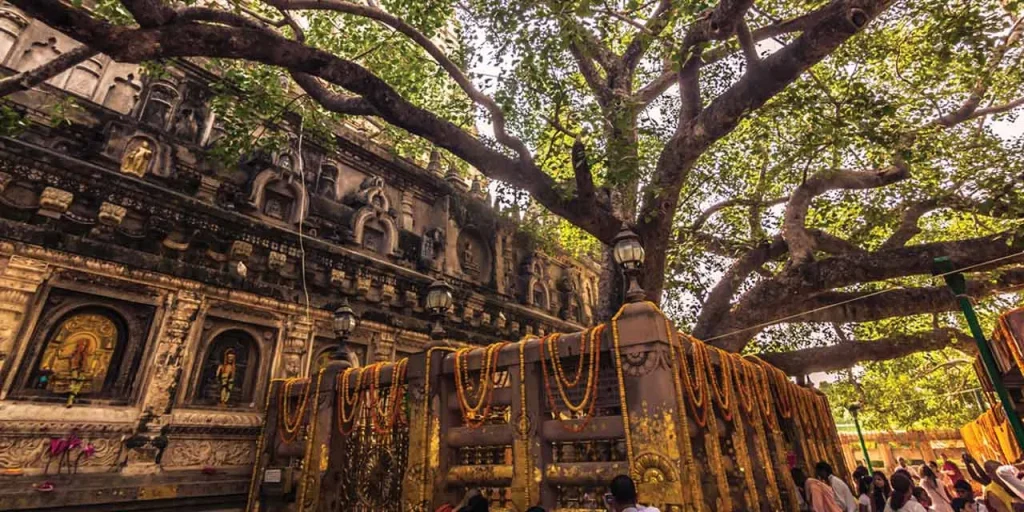 Cây bồ đề ở Bodh Gaya Ấn Độ