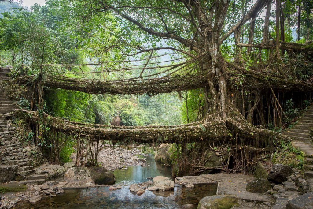 Cầu rễ cây hai tầng Umshiang