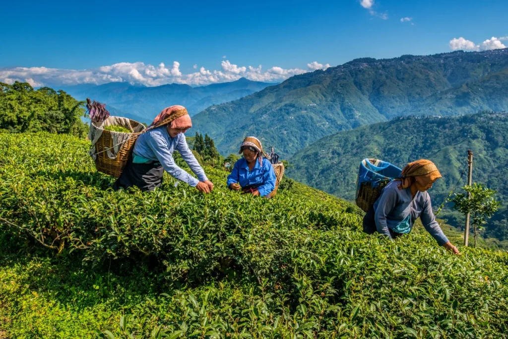 Đồi chè xanh mướt trên nền dãy Himalaya